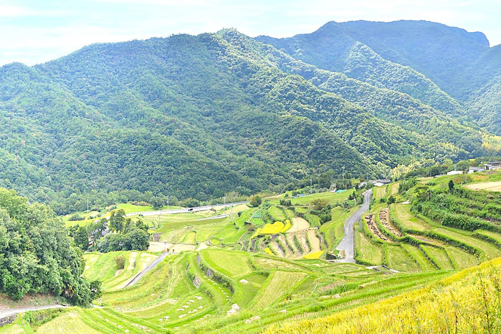 中山千枚田
